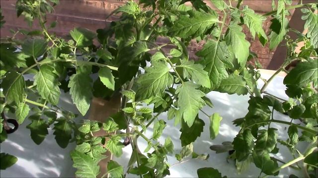 Grow Room Update (LED Light Giveway Coming!) смотреть онлайн