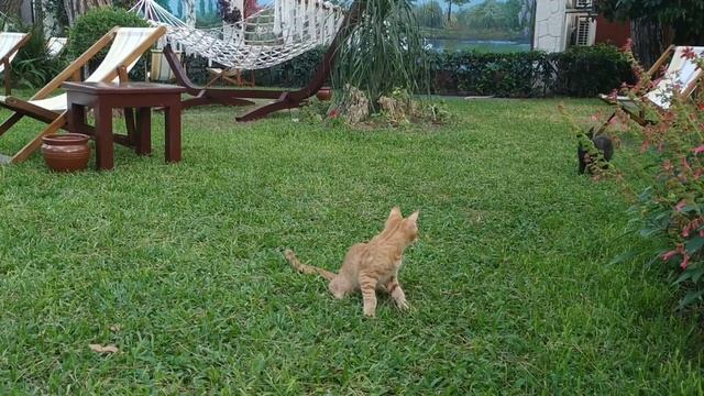 Милые котята / The cute kittens смотреть онлайн