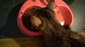 VLOG Купили пол зоомагазина. Мурке плохо