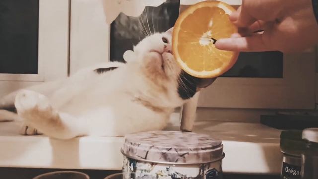 Кот и апельсин