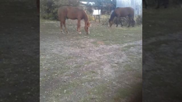 Жуалы - Туған жер(туган жер, рэп, шок, бурное) смотреть онлайн