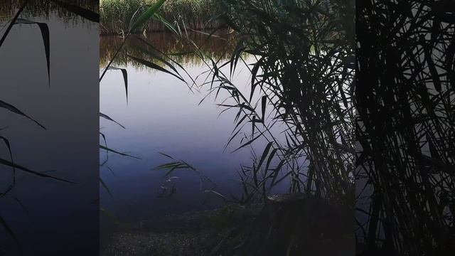 Звуки весны. Раннее весеннее утро. Свадебное пение лягушек. Птичий оркестр.