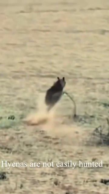Lions are hunting the hyena #shorts смотреть онлайн