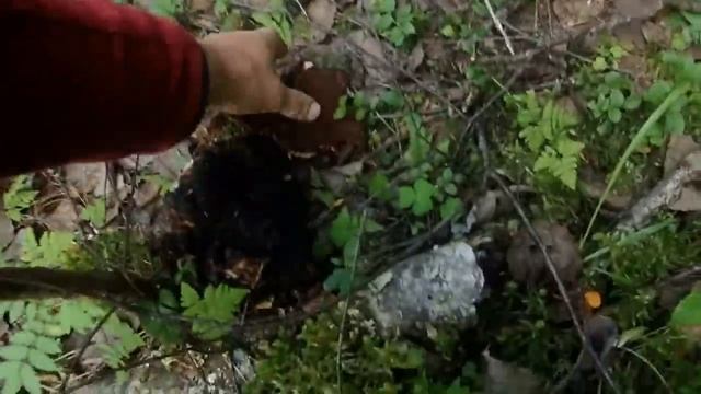 хариус,окунь,щука рыбалка на Лодьме и озёрах Белое малое и большое смотреть онлайн