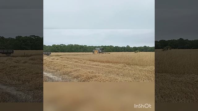 Мухтадыр. Уборка урожая. смотреть онлайн