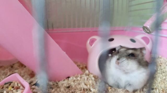 рассказ про держание хомяка и рыбок дома