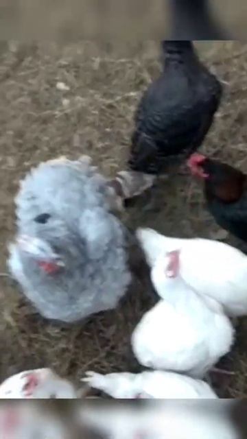 Shorts | Индюки | Куры | Бройлеры кобб500 | Живут в парнике | лето - осень 2021 смотреть онлайн