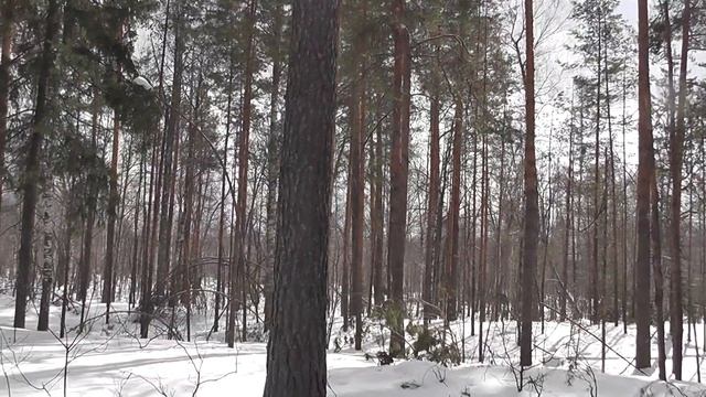 Лес на Велетьме смотреть онлайн