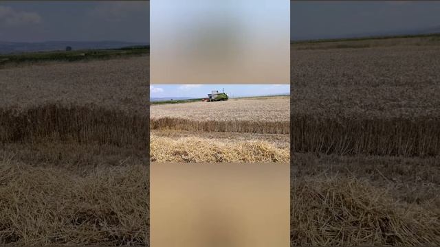 2021-2022 Bursa Biçer Sezonu /Claas Tucano 320 /Dane kaybı yok смотреть онлайн