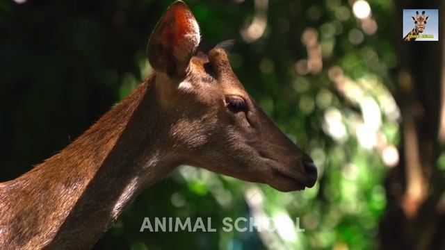Звуки любимых животных в одном видео - [ANIMAL SOUNDS 9️⃣] смотреть онлайн