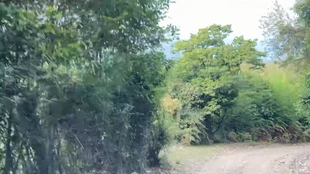 ШОК контент | Алиса завела … смотреть онлайн