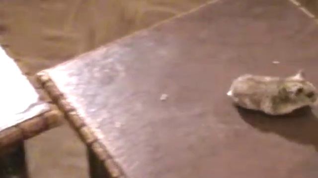 Крысиный побег смотреть онлайн