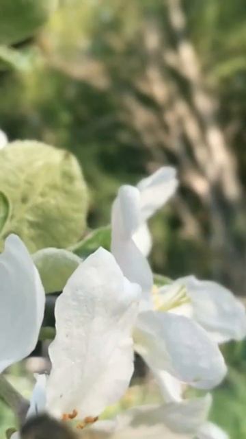 Apple, but first: bizzzy bee's is taking care of pollination. смотреть онлайн