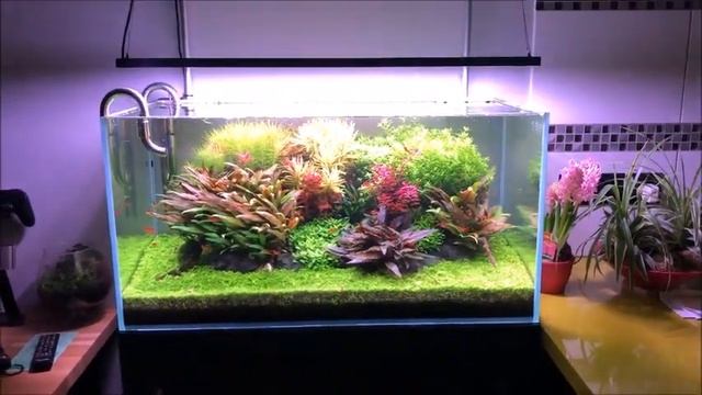 Chihiros Wrgb 2 Aquascape