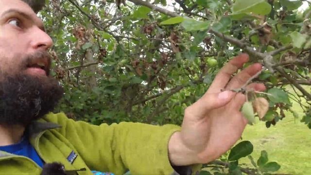 Kampf gegen Monilia 🍎 Spitzendürre behandeln смотреть онлайн