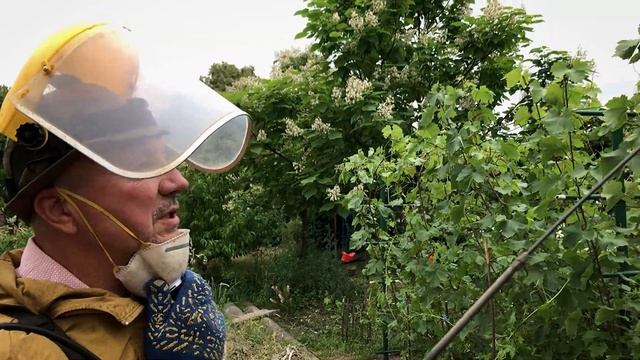 Обприскування винограду після цвітіння / Grapevine Disease Control After Bloom смотреть онлайн