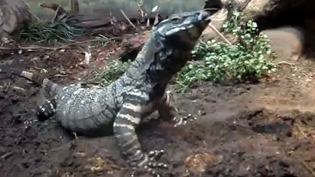 Varan смотреть онлайн