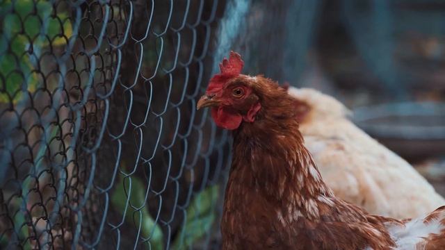Chicken Sound, Chicken Cooing, Rooster Sound Effect | Poultry
