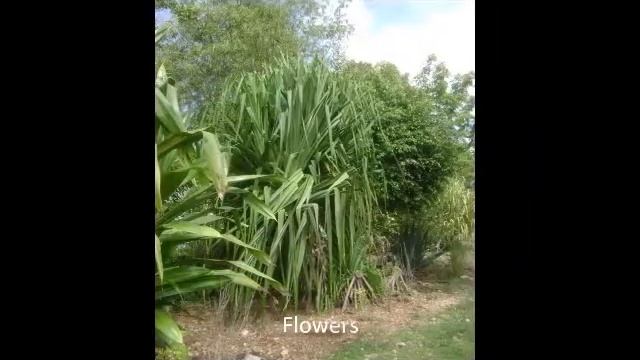 Beautiful Flowers and other Flora in Haiti смотреть онлайн