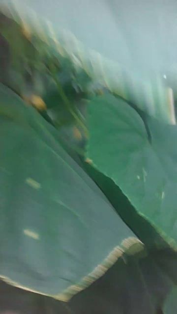 Огурец Авион месяц плодоношения. #теплица #shortvideo #огурцывтеплице смотреть онлайн