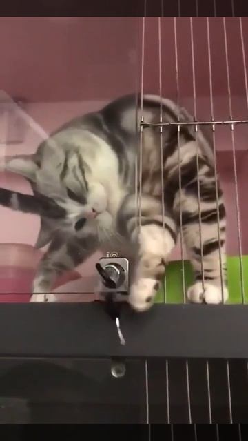 Смешные видео