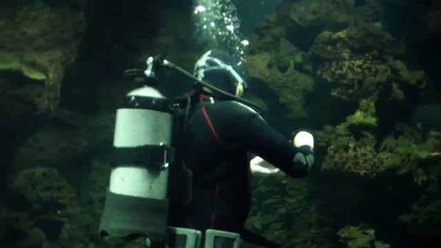 Лазаревский океанариум смотреть онлайн