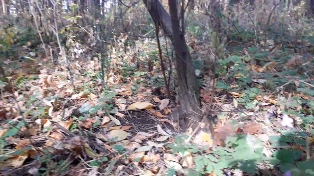 величественная природа