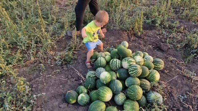 какой урожай картошки и арбузов? я в шоке с такой картошки смотреть онлайн