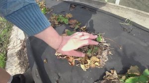 Обработка садовой земляники от болезней