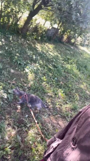 Прогулка с кошкой🐈⬛Наша Киття🐈⬛Осень🍂Сентябрь🌳🌲#cat #september #2022 #familytime #minsk смотреть онлайн