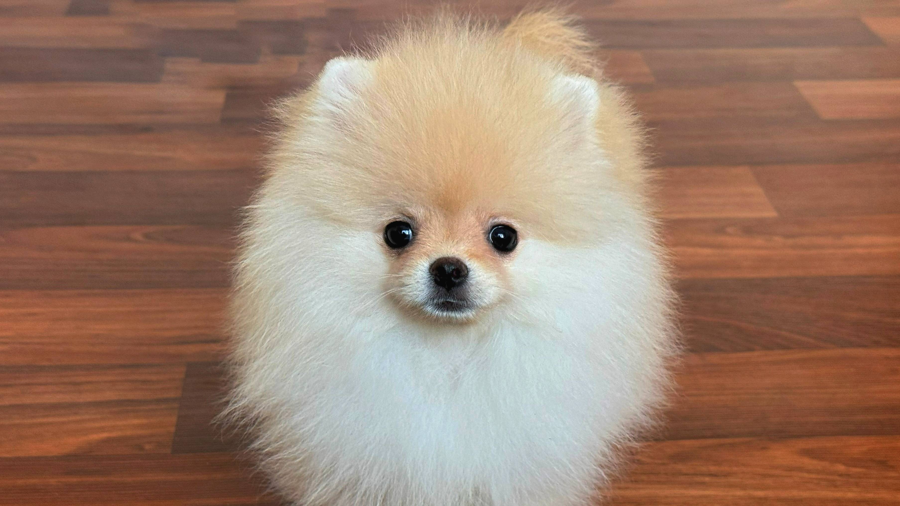 Клауди - Мальчик - Померанский шпиц смотреть онлайн