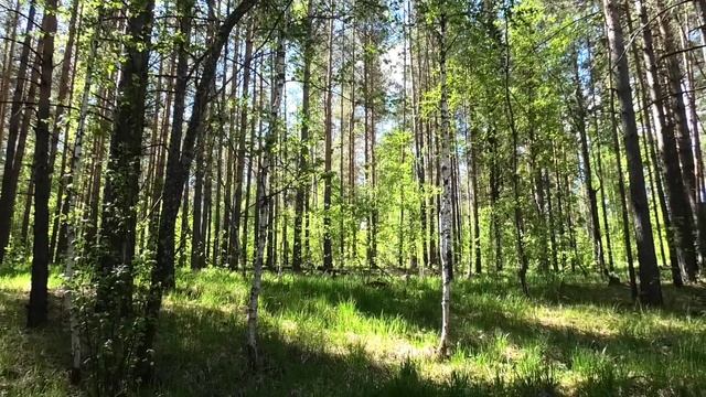 Последние дни мая в лесу. Белорецк. Башкортостан. Южный Урал. смотреть онлайн