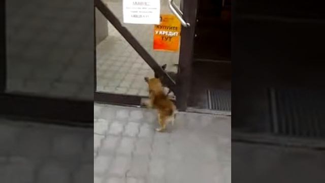 Жулька из Вознесенска смотреть онлайн