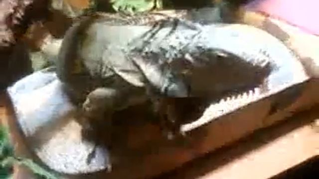 игуана (ахха такой момент - взгляд) :D смотреть онлайн
