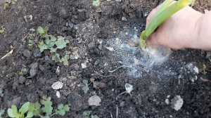 Спасаю ирисы бородатые от загнивания.24.04.2025.Каменск-Уральский.