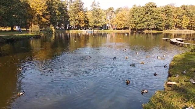 Зеленоградск. Осенний парк. Октябрь смотреть онлайн