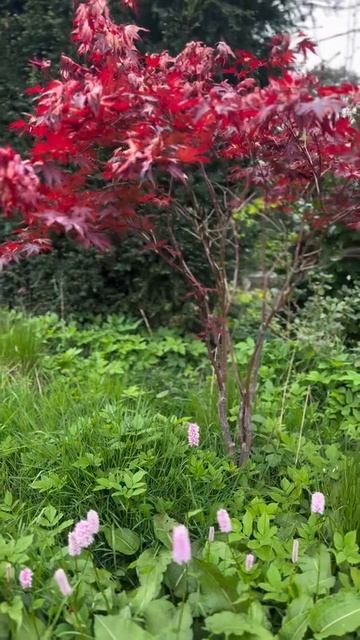 Avril : Acer Palmatum Fireglow - erable du japon смотреть онлайн