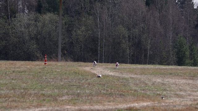 Sagita Volat Gleba Nix (Оникс) на ЧР по курсингу 19.04.2025.