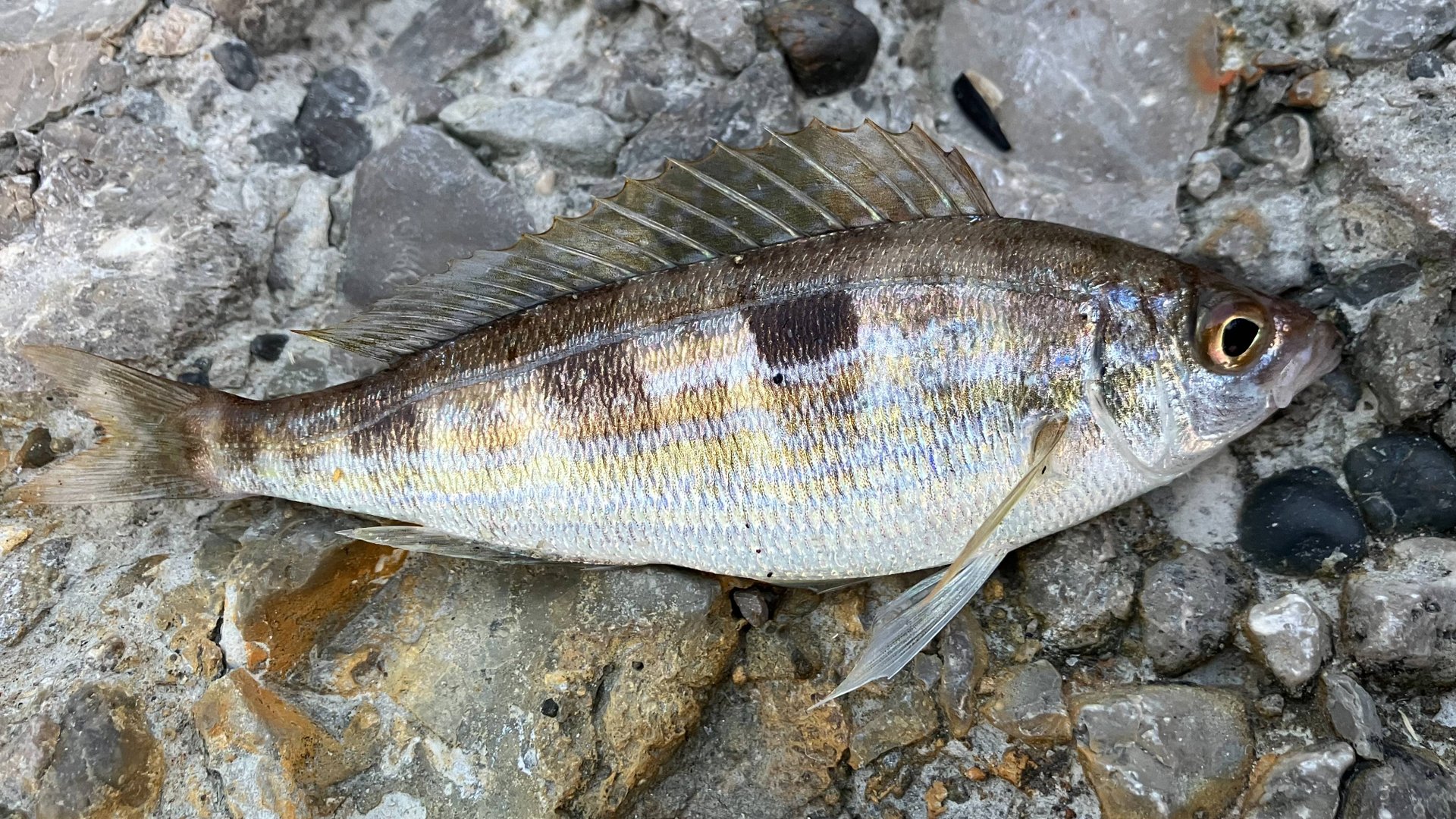 Что клюет на черном море в апреле мае смотреть онлайн