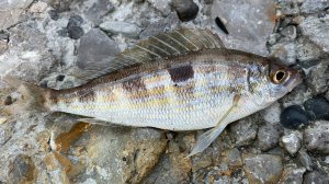 Что клюет на черном море в апреле мае