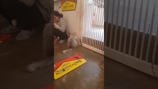 Кафе с кошками в Сеуле смотреть онлайн