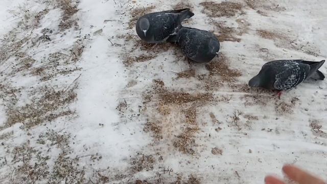 Снег, пурга, еда из Русской печи и заготовки из кабачков. смотреть онлайн