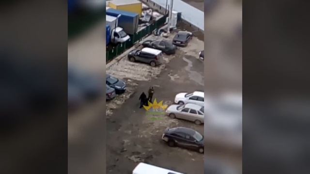 В Саратове гуляет медведь смотреть онлайн