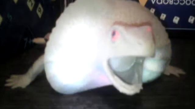 1выход геконов смотреть онлайн