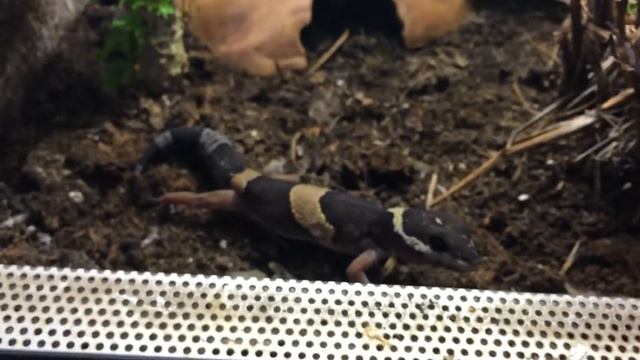 CB Eublepharis hardwickii смотреть онлайн