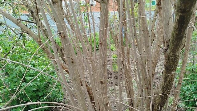 Выращивание граната в Краснодарском крае как перезимовали гранаты?