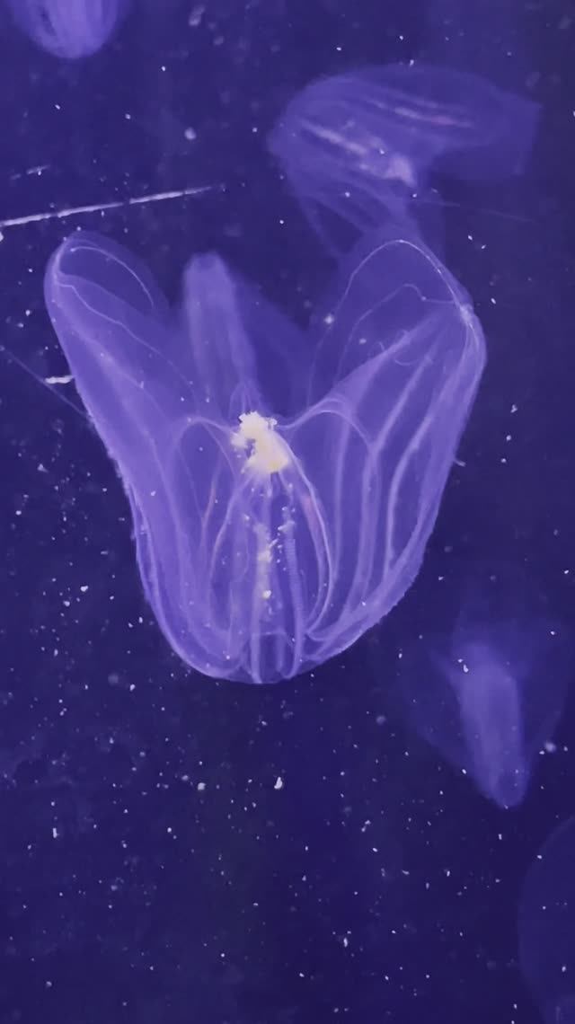 МЕДУЗЫ В "МОСКВАРИУМЕ" смотреть онлайн