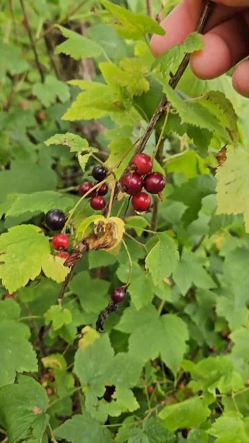 Wild Northern Black Currant Berries #foraging #nature #blackcurrant #relaxing #berry смотреть онлайн