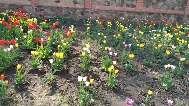 Красота в центре города. смотреть онлайн