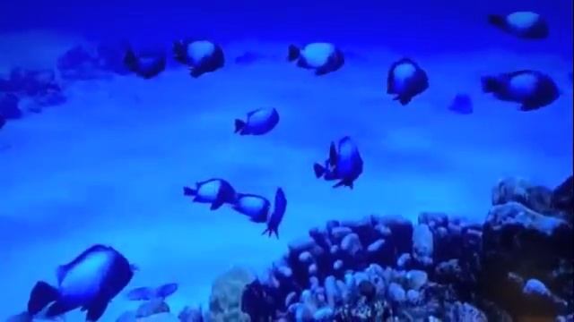 Crystal Silence ~ Chick Corea ~ Kim Patrick Dougherty ~ Electric Cover смотреть онлайн